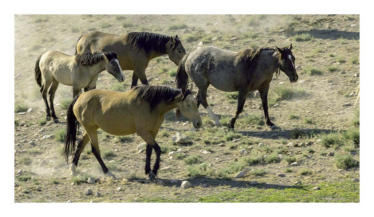 BCJ Wild Horses of Utah