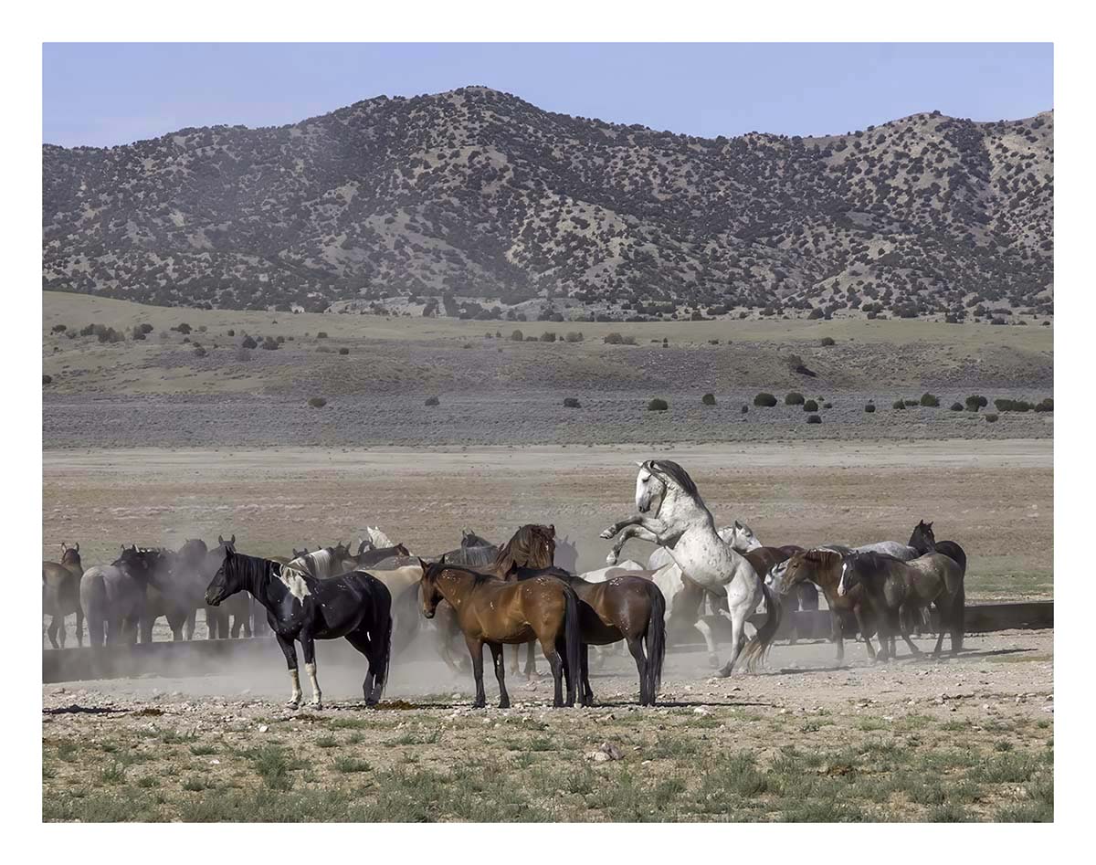 BCJ Wild Horses of Utah