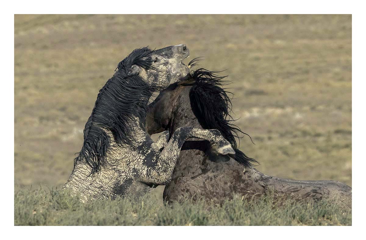 BCJ Wild Horses of Utah