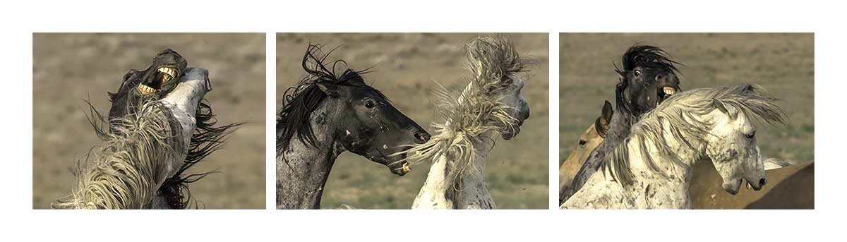 BCJ Wild Horses of Utah