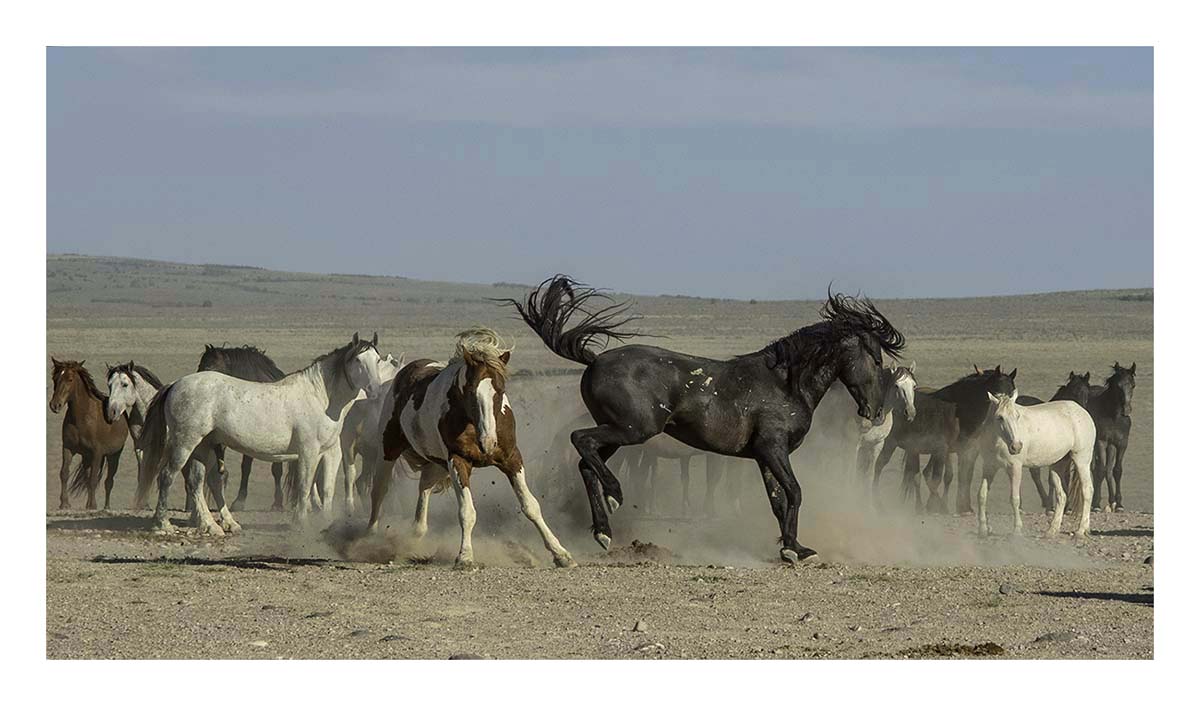 BCJ Wild Horses of Utah