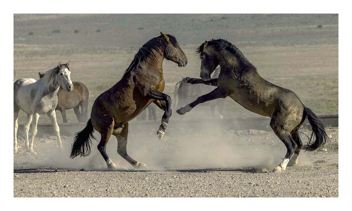 BCJ Wild Horses of Utah