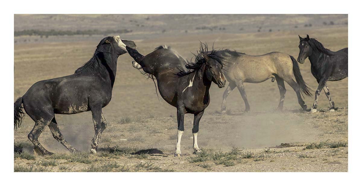 BCJ Wild Horses of Utah