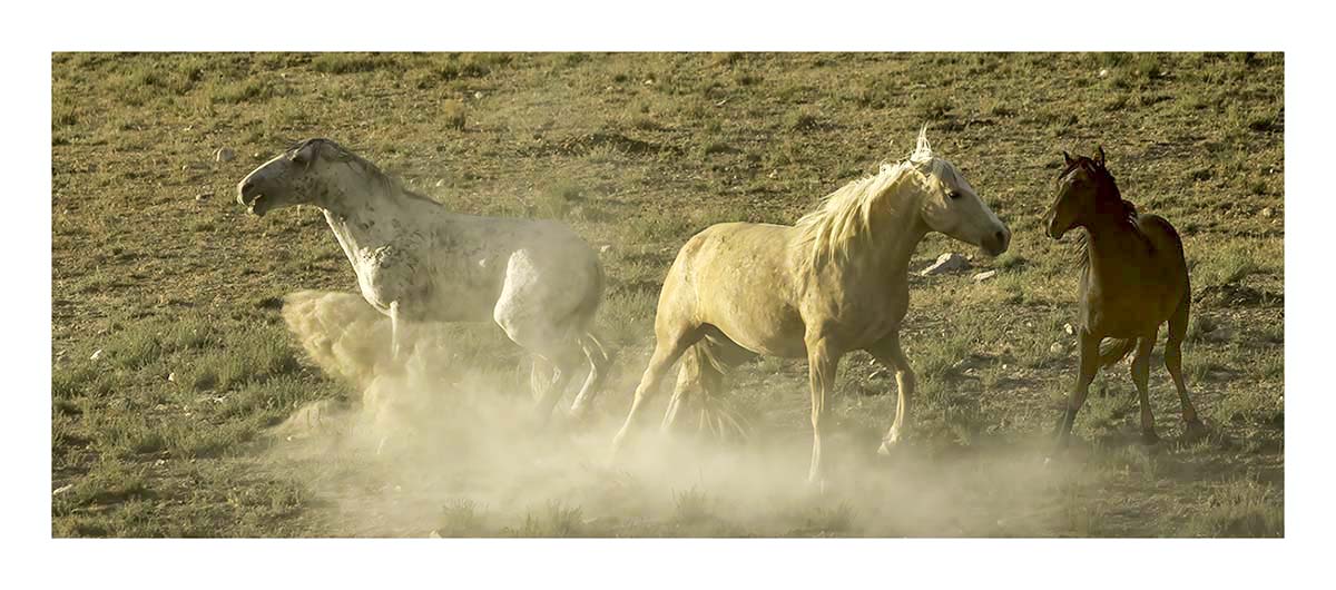 BCJ Wild Horses of Utah