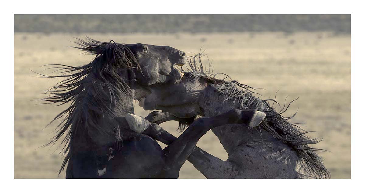 BCJ Wild Horses of Utah
