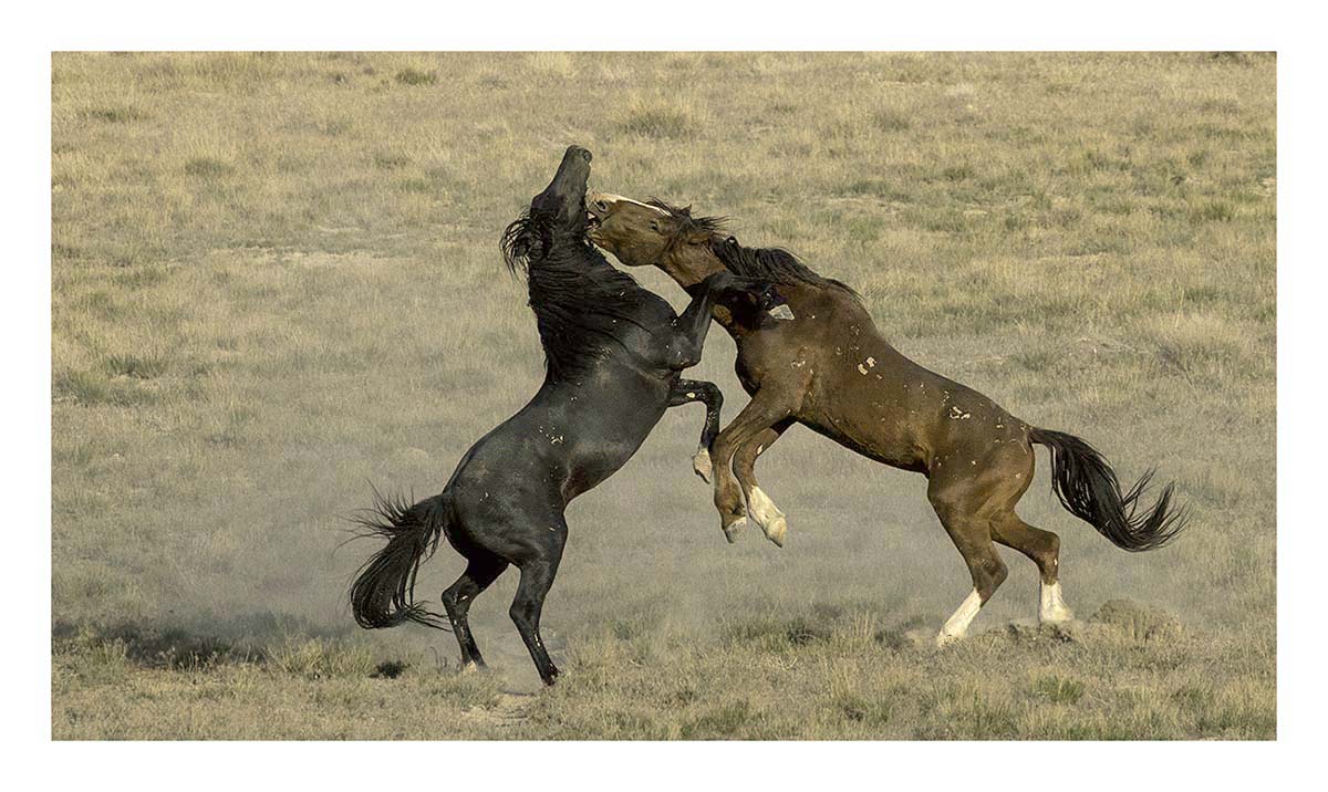 BCJ Wild Horses of Utah