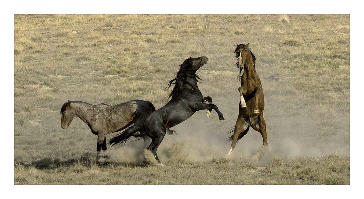 BCJ Wild Horses of Utah