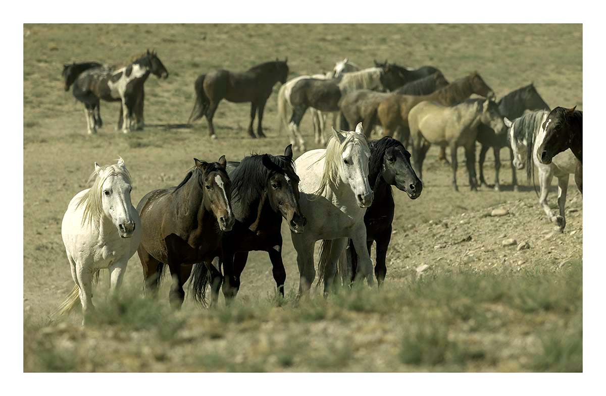 BCJ Wild Horses of Utah
