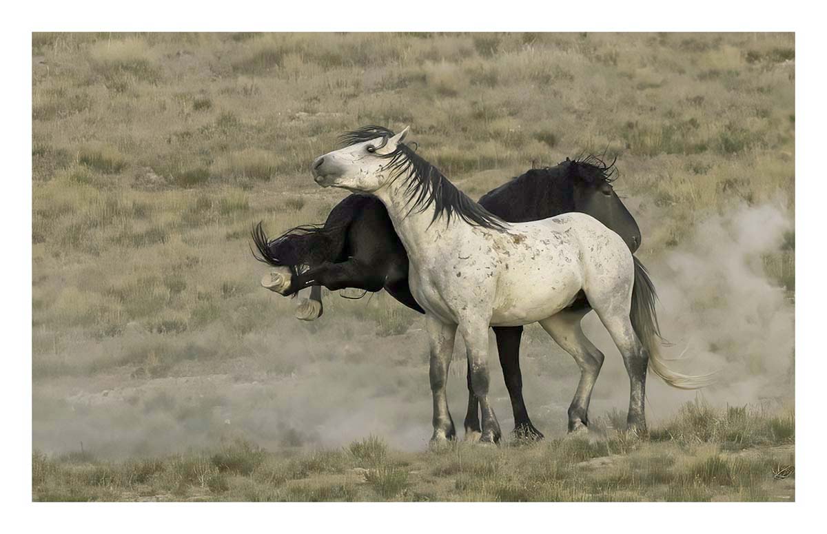 BCJ Wild Horses of Utah