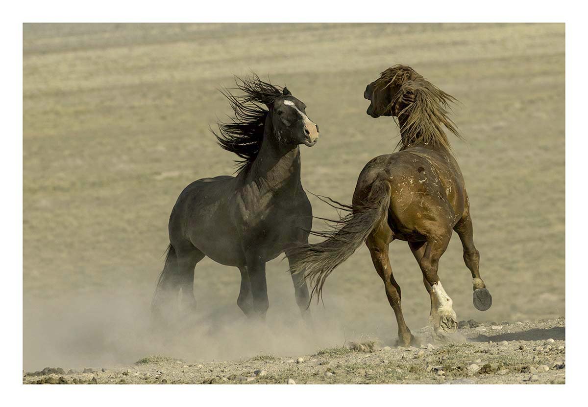 BCJ Wild Horses of Utah
