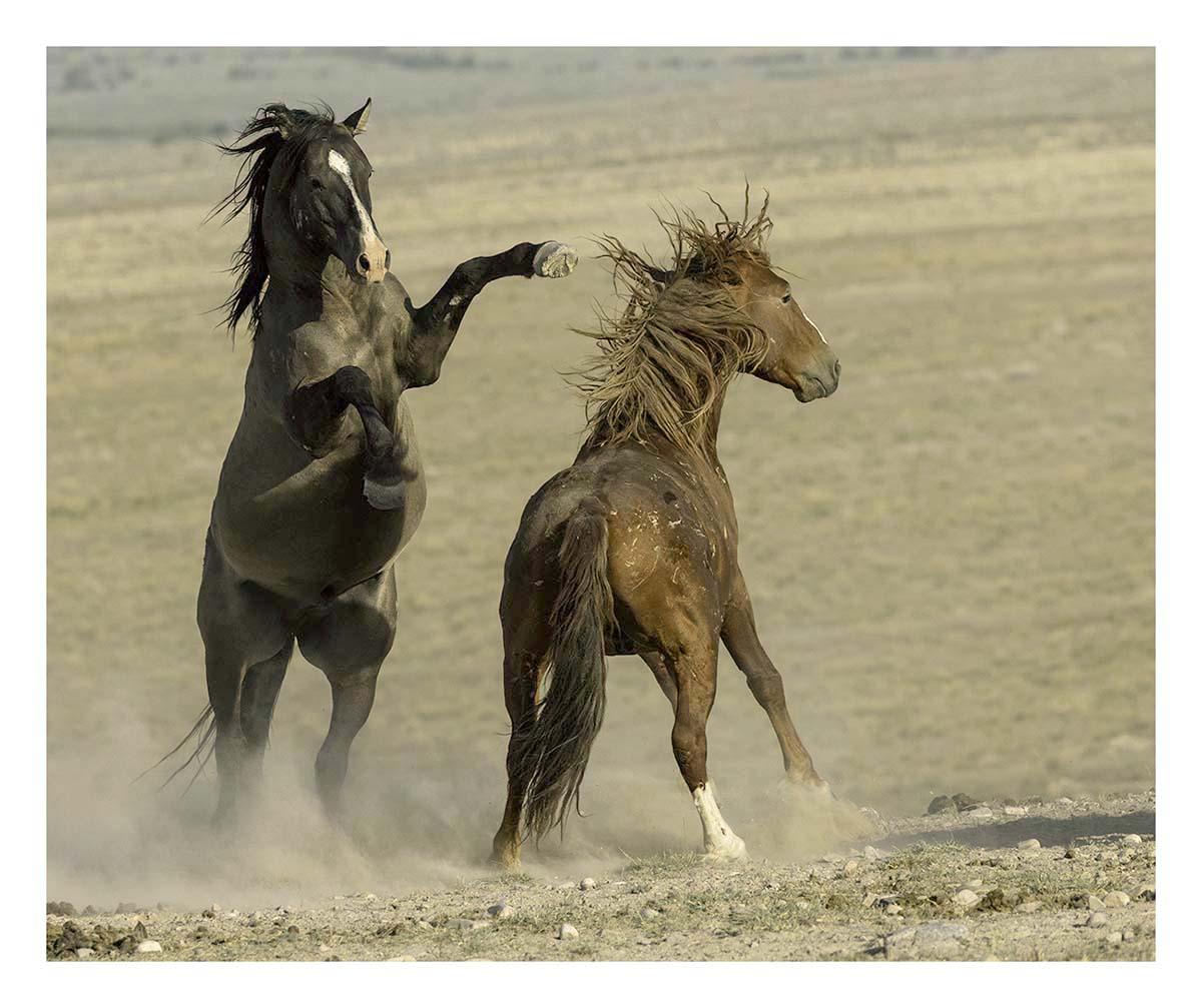 BCJ Wild Horses of Utah