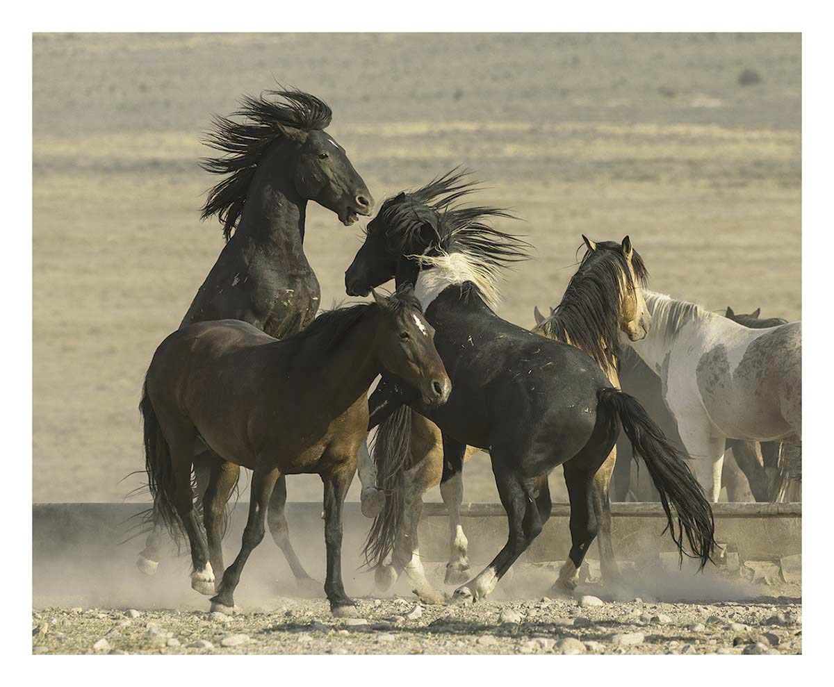 BCJ Wild Horses of Utah