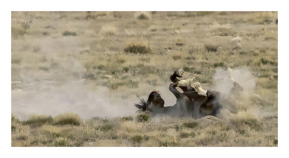 BCJ Wild Horses of Utah