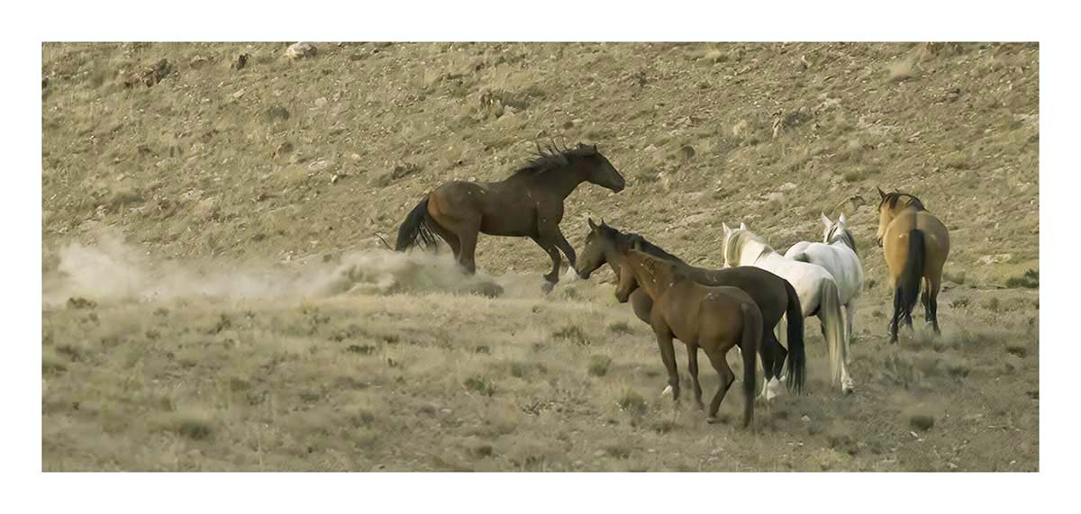 BCJ Wild Horses of Utah
