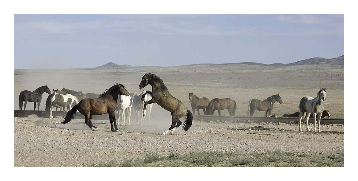 BCJ Wild Horses of Utah