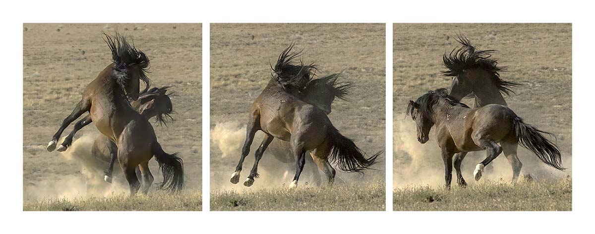 BCJ Wild Horses of Utah