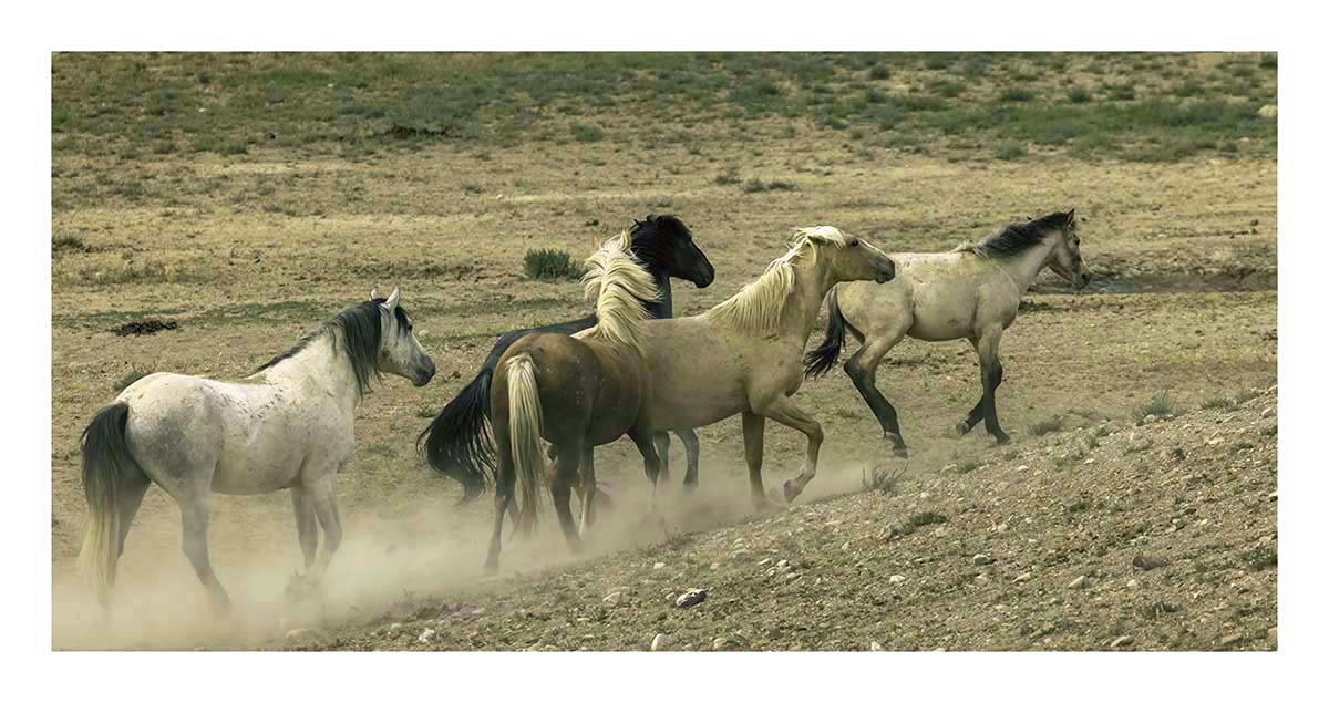 BCJ Wild Horses of Utah