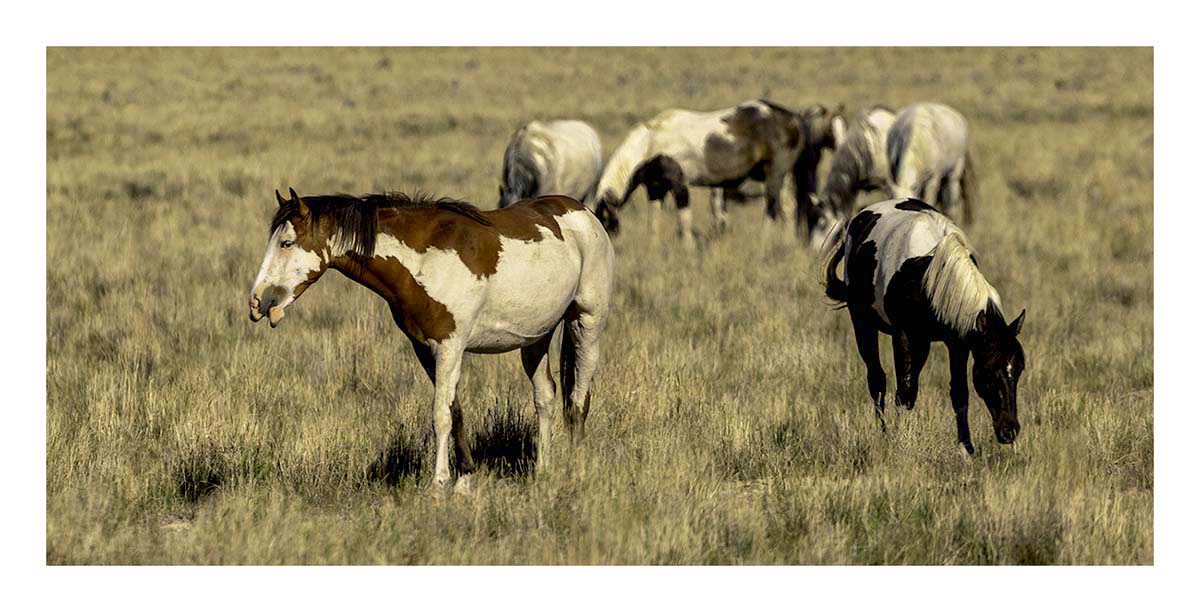 BCJ Wild Horses of Utah