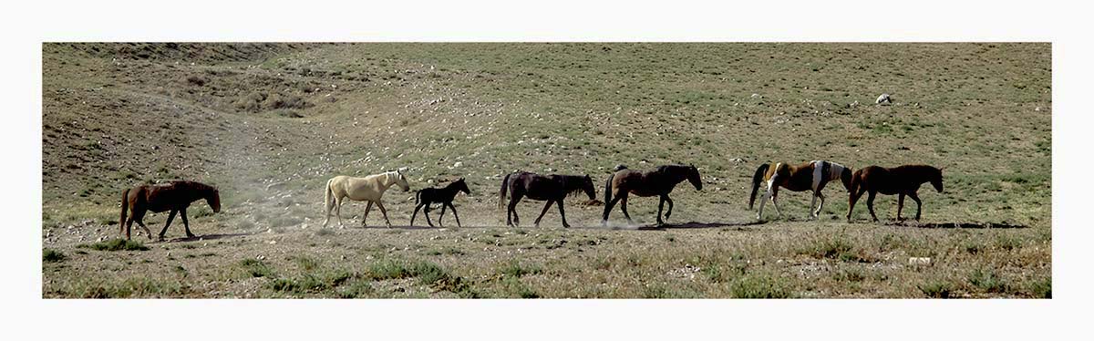 BCJ Wild Horses of Utah