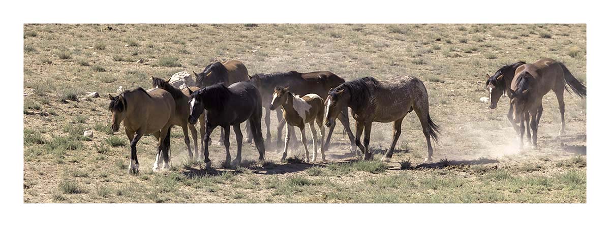 BCJ Wild Horses of Utah