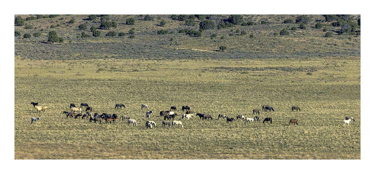 BCJ Wild Horses of Utah