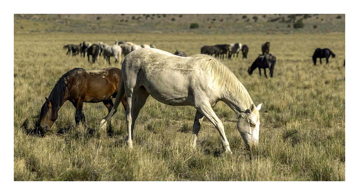 BCJ Wild Horses of Utah