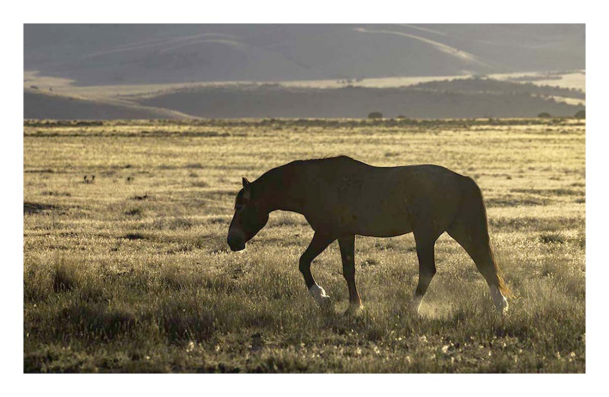 BCJ Wild Horses of Utah