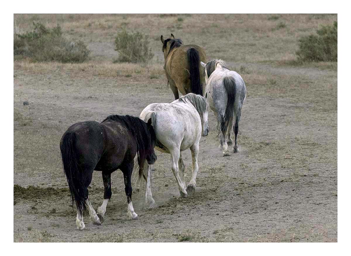BCJ Wild Horses of Utah