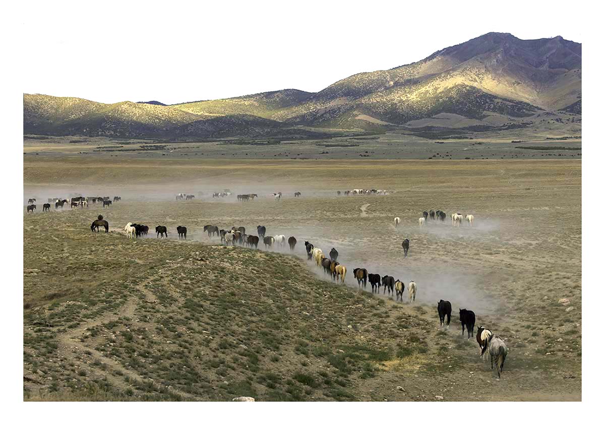BCJ Wild Horses of Utah