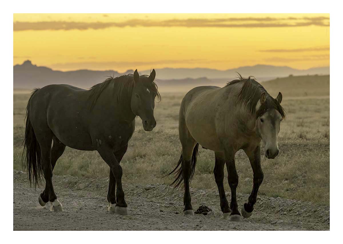 BCJ Wild Horses of Utah