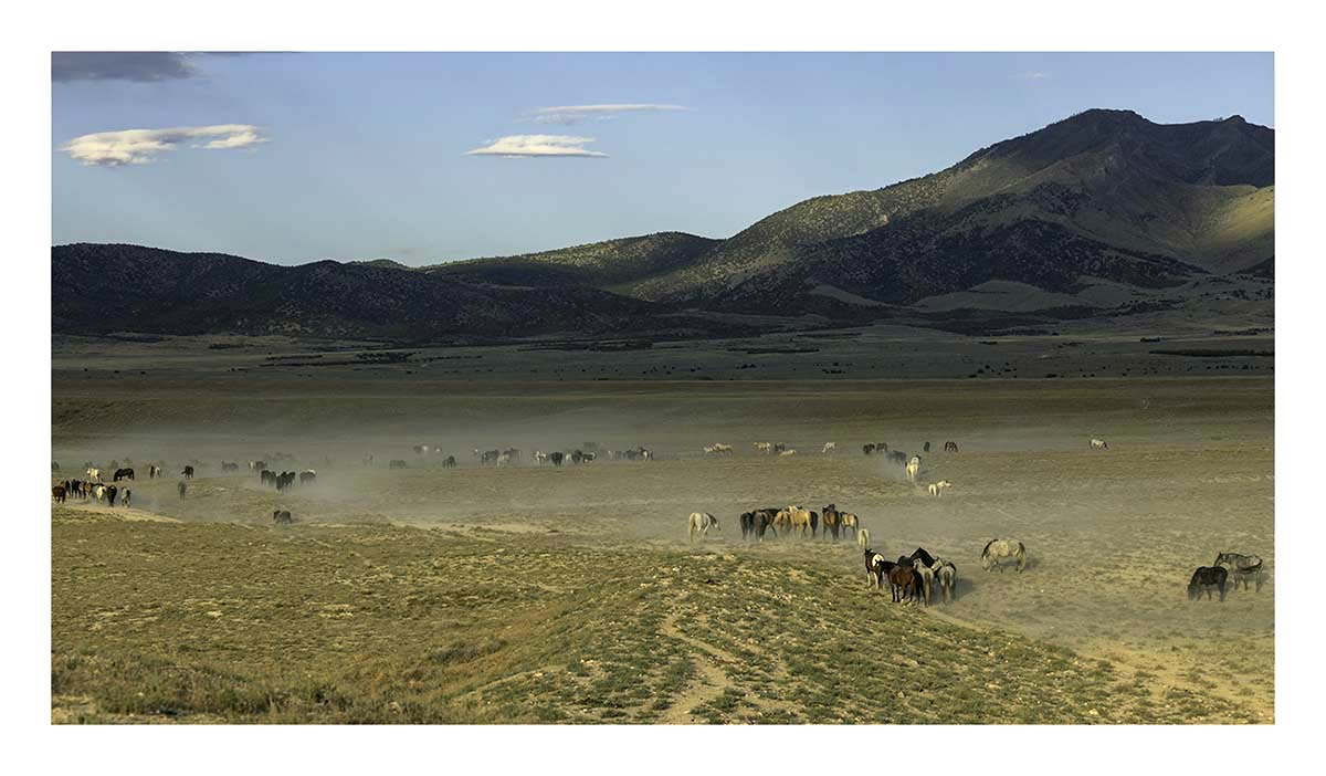 BCJ Wild Horses of Utah