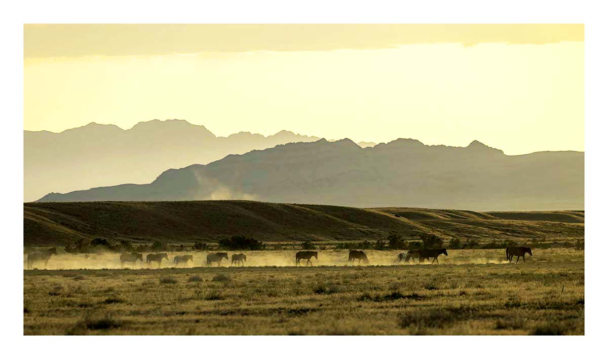 BCJ Wild Horses of Utah