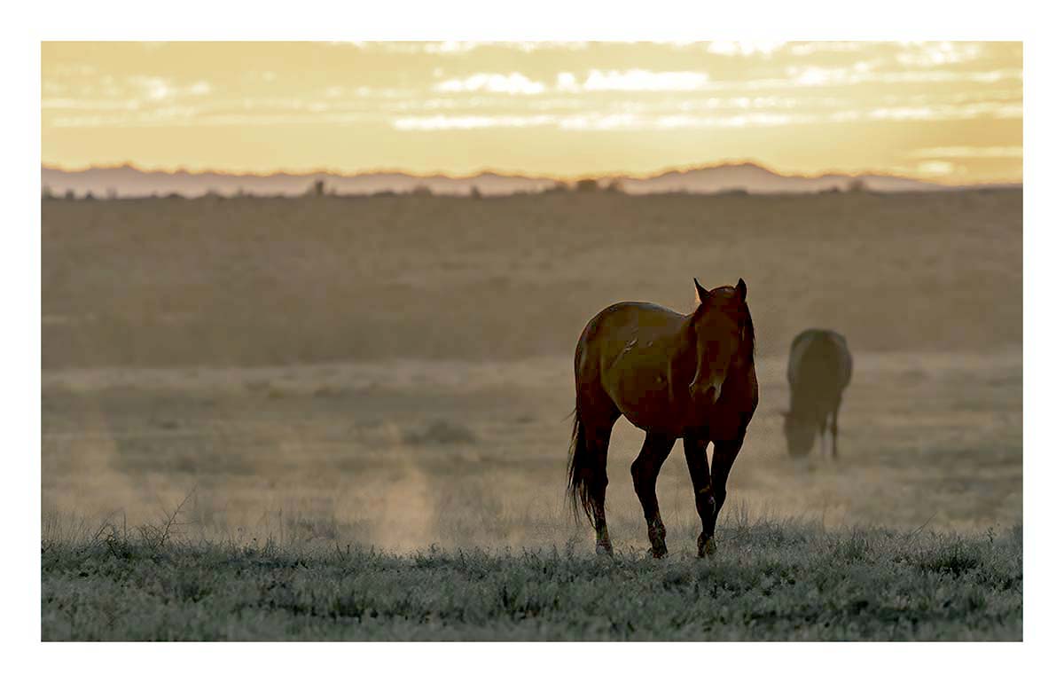 BCJ Wild Horses of Utah