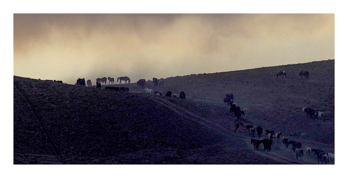 BCJ Wild Horses of Utah