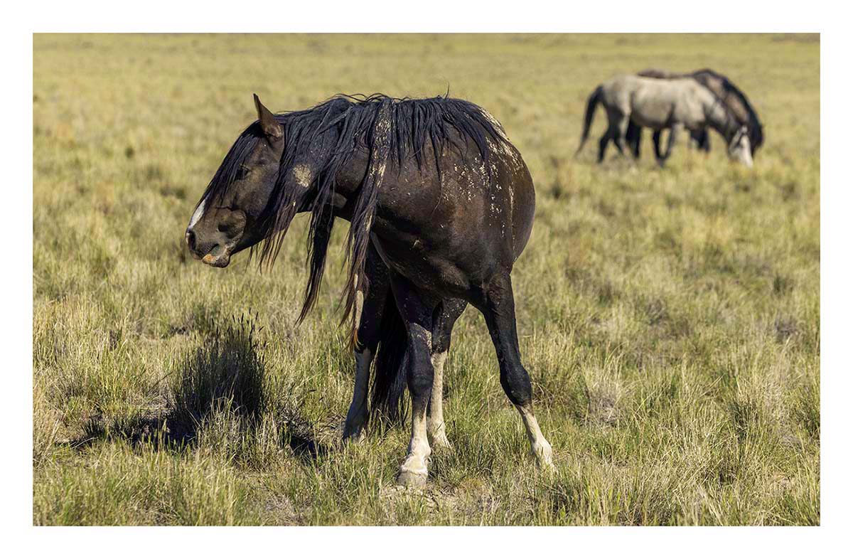 BCJ Wild Horses of Utah