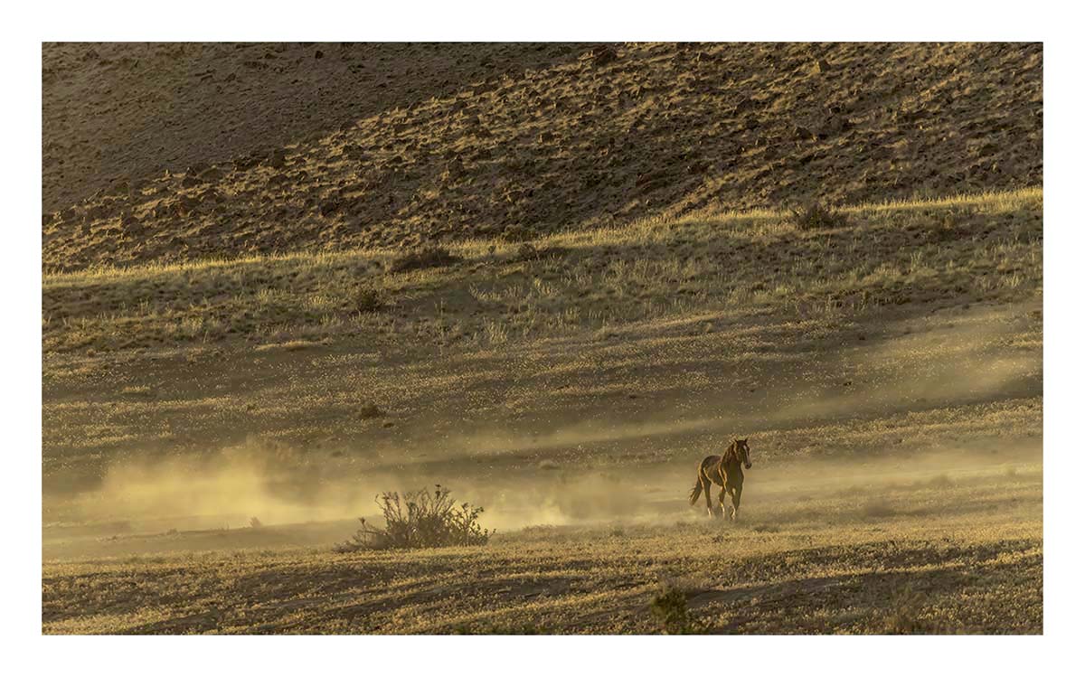 BCJ Wild Horses of Utah