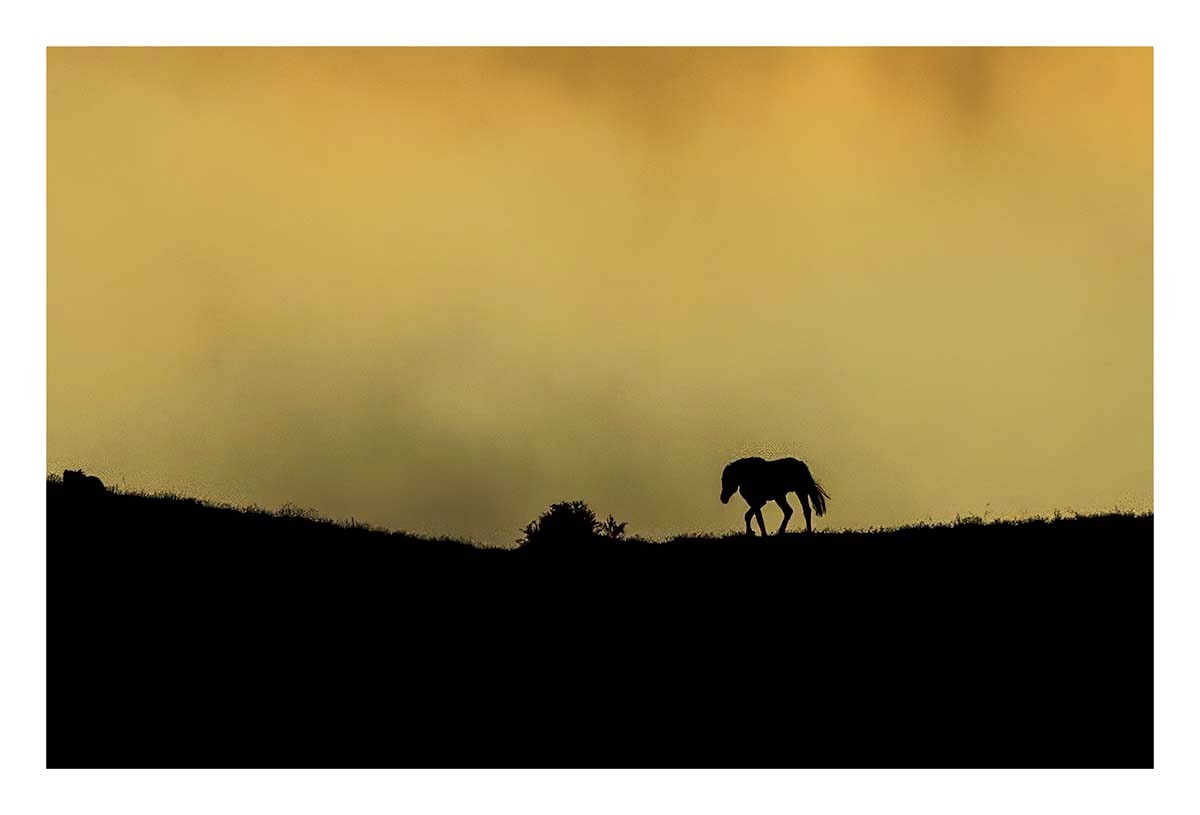 BCJ Wild Horses of Utah
