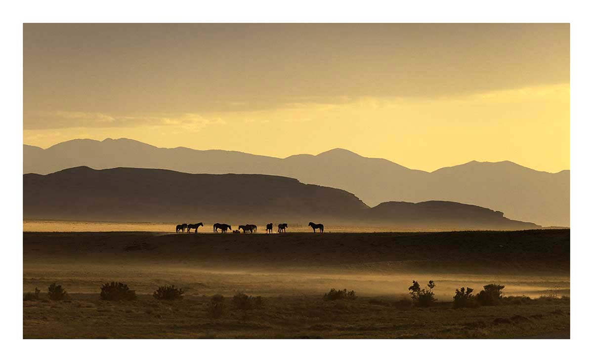 BCJ Wild Horses of Utah