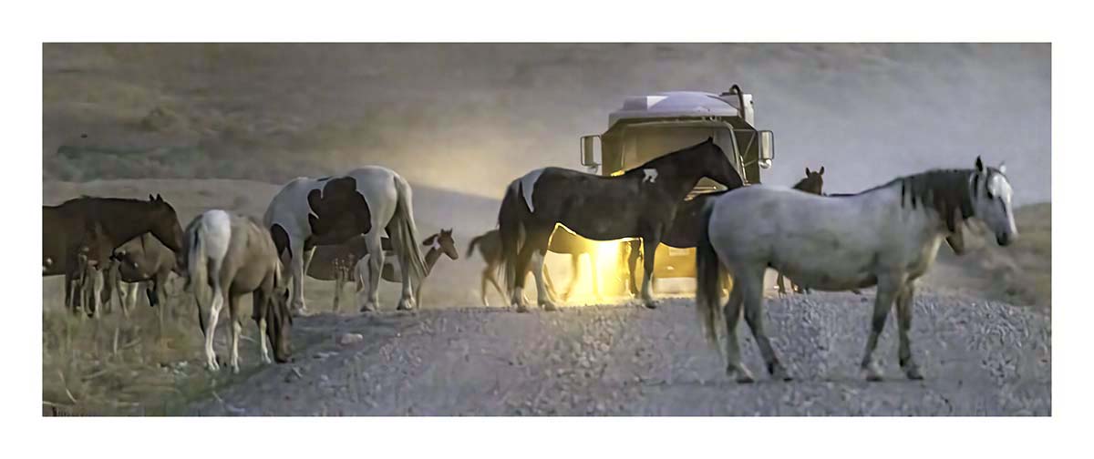 BCJ Wild Horses of Utah