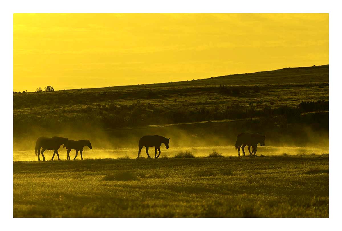 BCJ Wild Horses of Utah