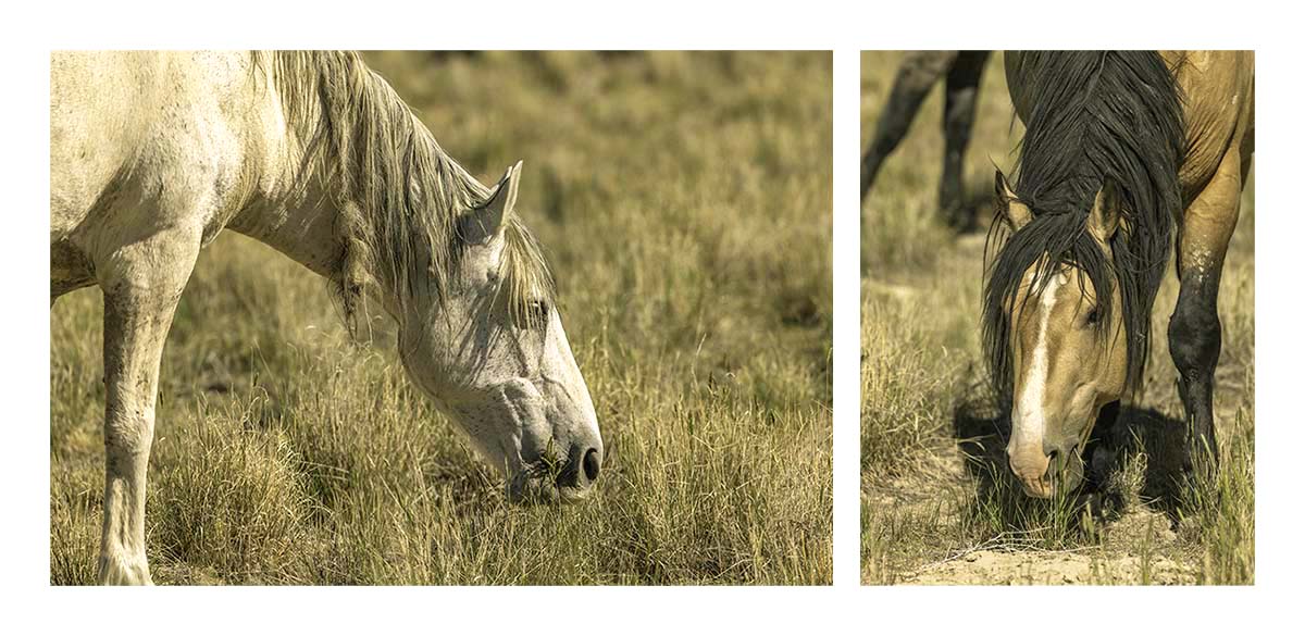BCJ Wild Horses of Utah