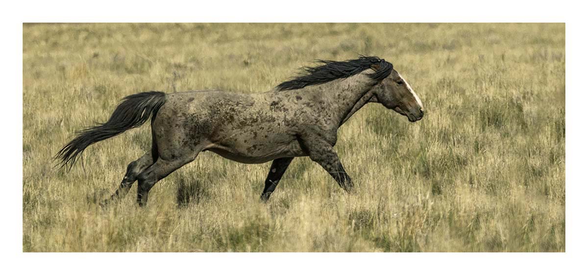 BCJ Wild Horses of Utah