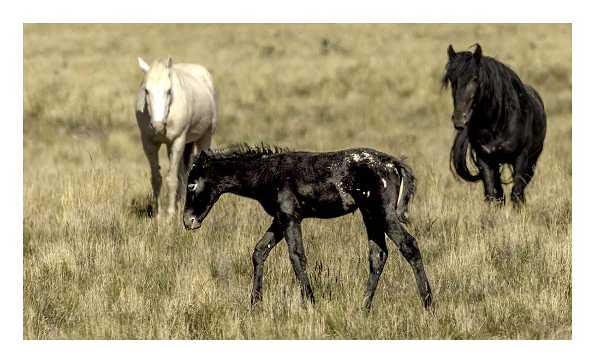 BCJ Wild Horses of Utah
