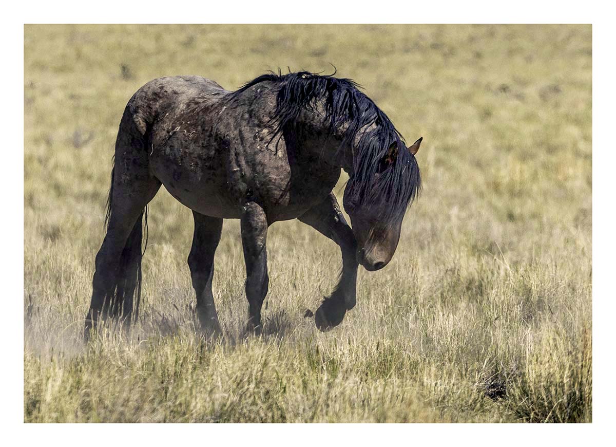 BCJ Wild Horses of Utah