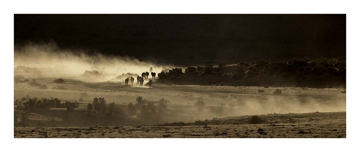 BCJ Wild Horses of Utah
