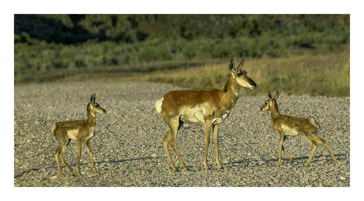 BCJ Wild Horses of Utah