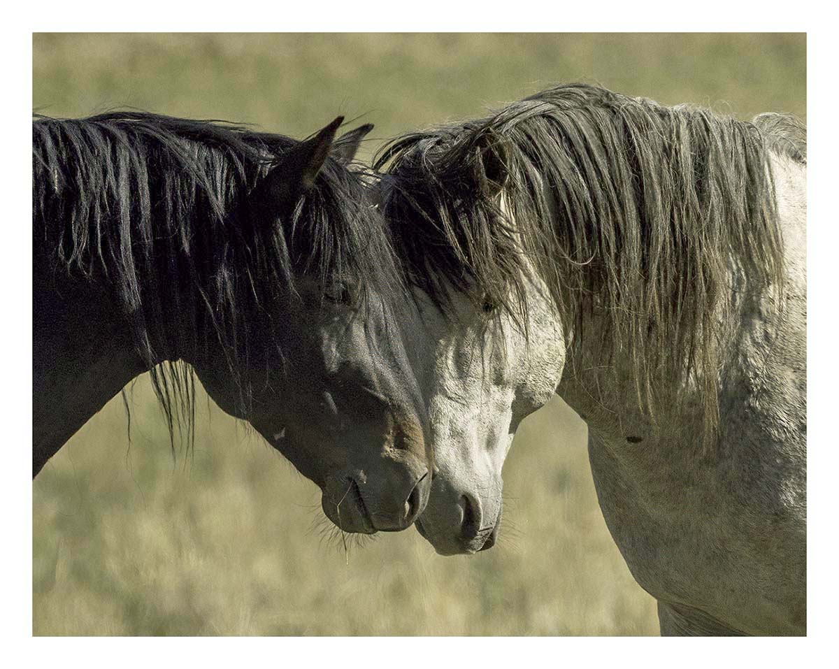 BCJ Wild Horses of Utah