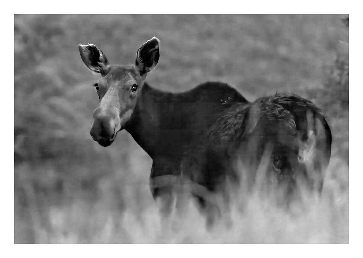 BCJ Wild Horses of Utah