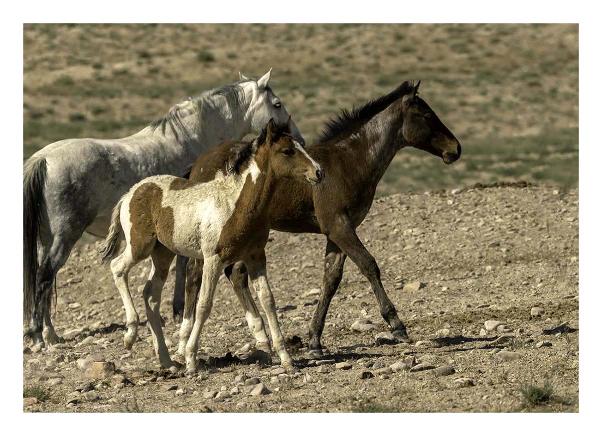 BCJ Wild Horses of Utah