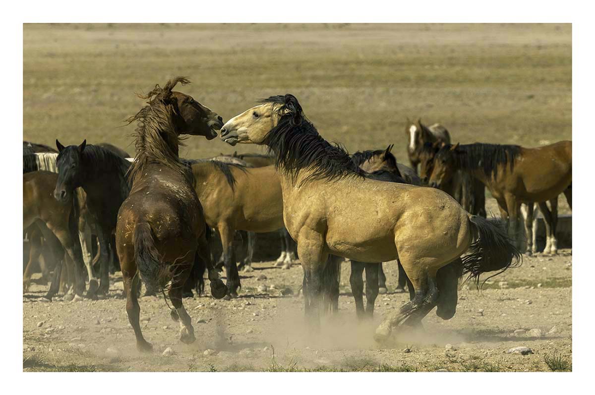 BCJ Wild Horses of Utah